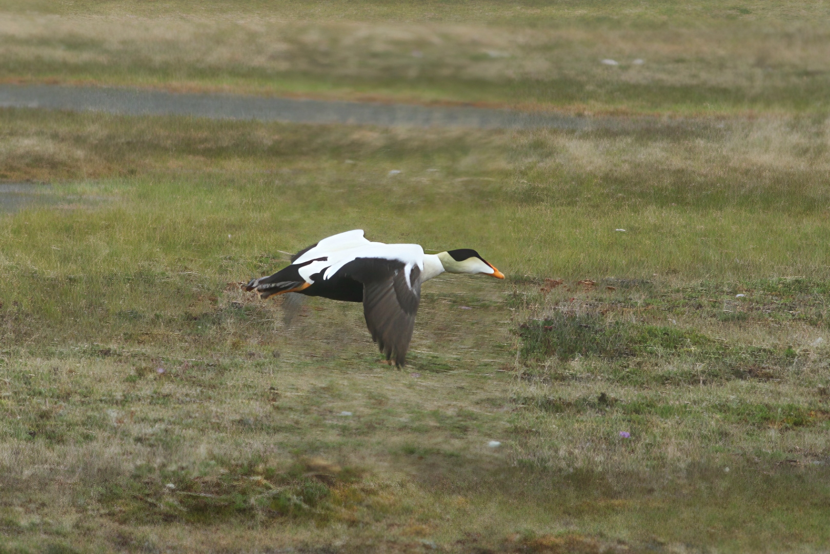 common_eider_chukotka.jpg
