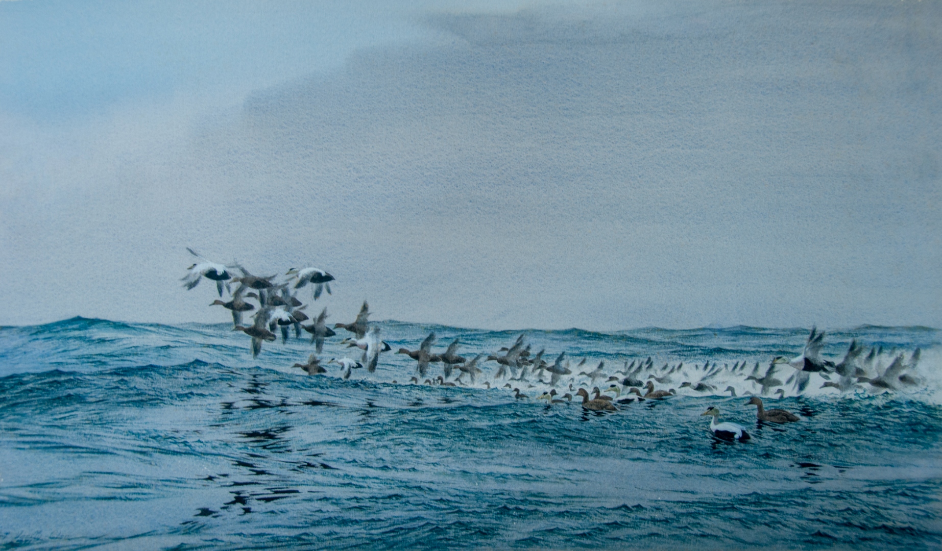 common_eider_clem_watercolor.jpg