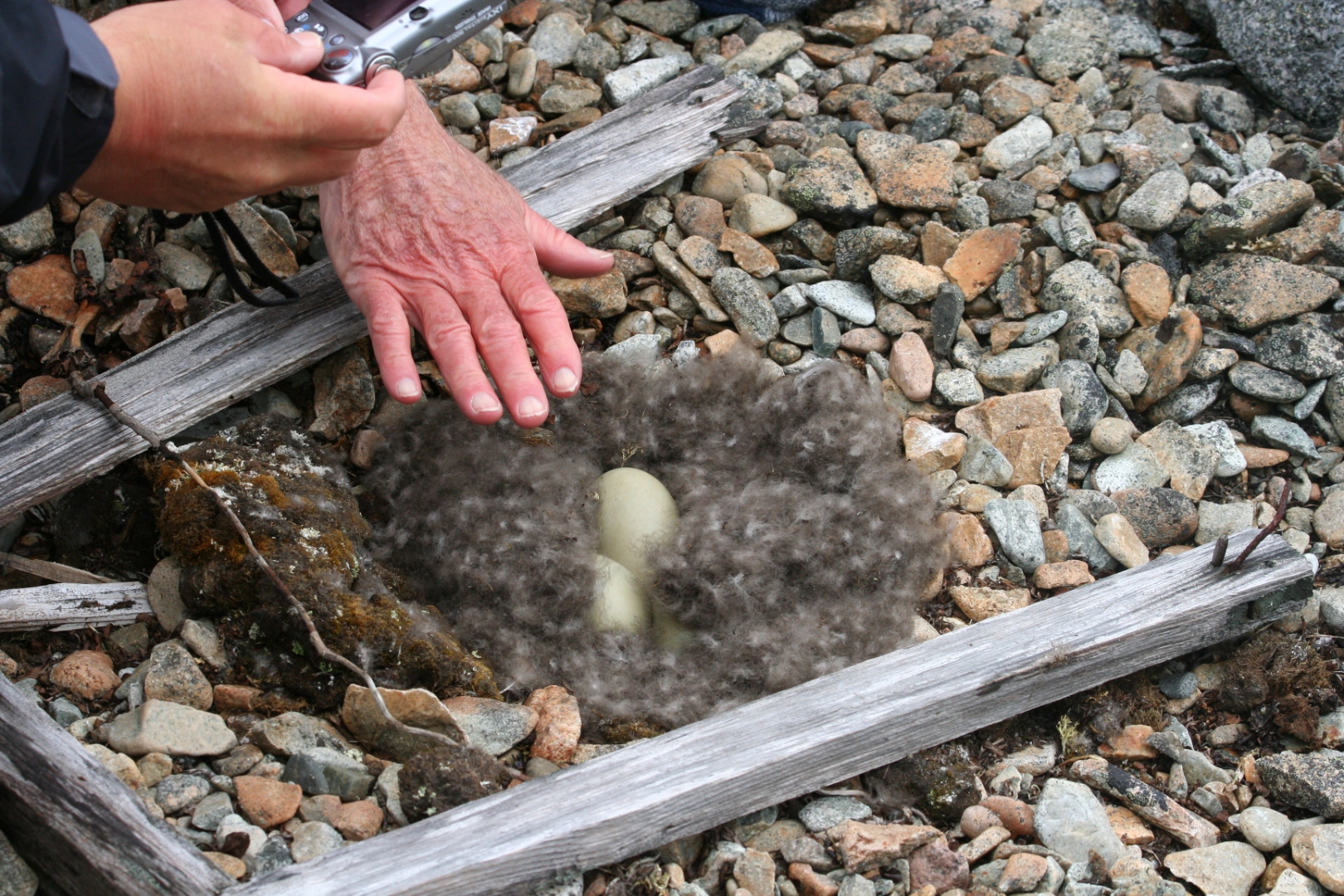 common_eider_eggs.jpg