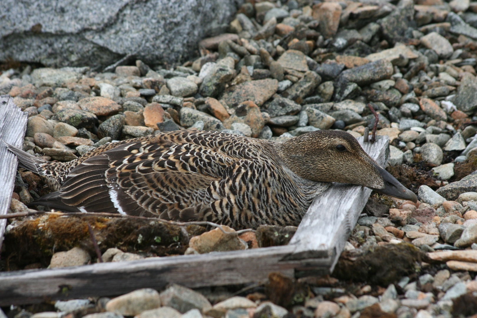 common_eider_hen_nest.jpg