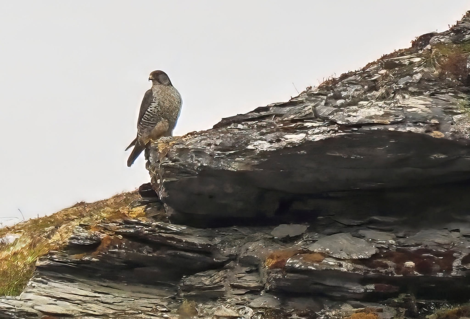 gyrfalcon_female_perched.jpg