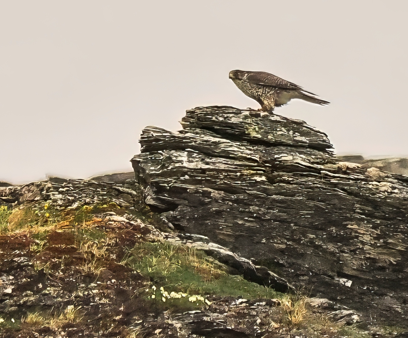 gyrfalcon_liftoff.jpg