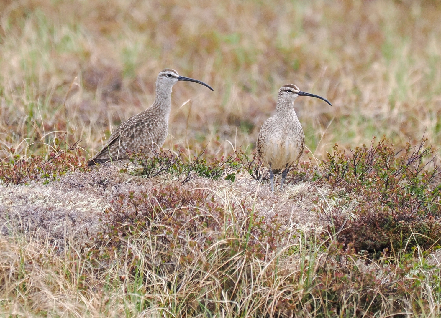 hudsonian_whimbrels.jpg