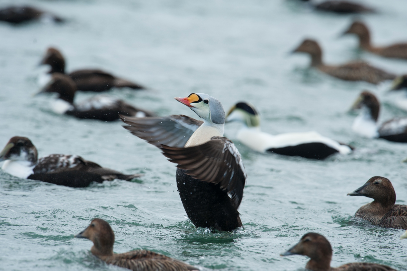 king_eider_cape_cod_canal.jpg