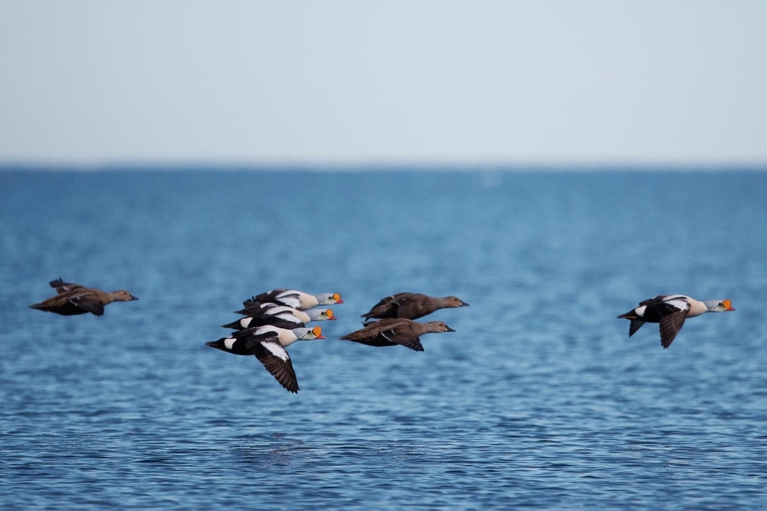 king_eider_flock.jpg