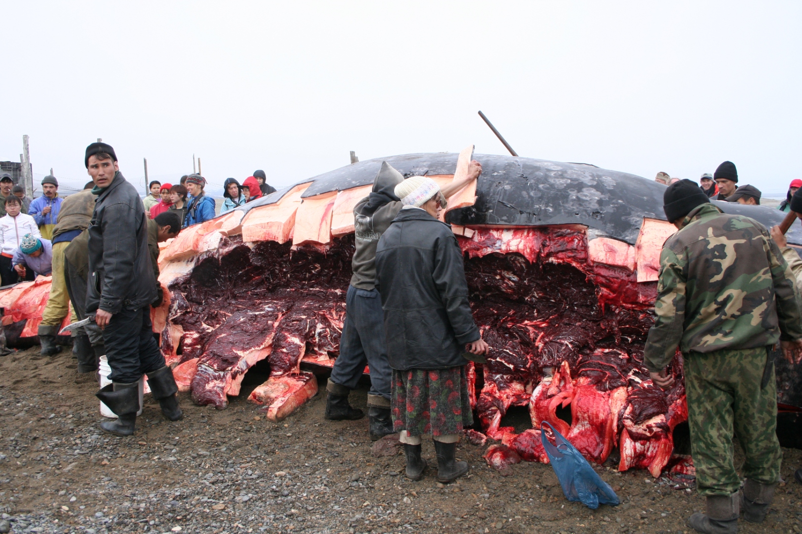 lorino_flensed_whale.jpg
