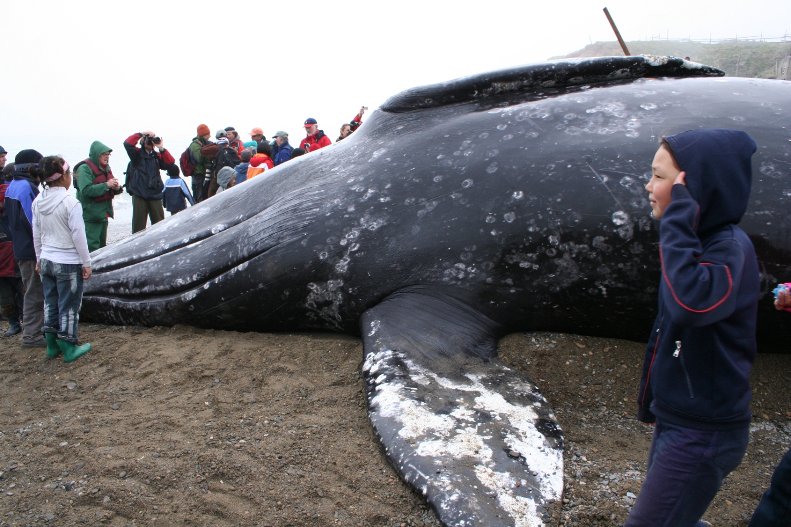 lorino_landed_whale.jpg