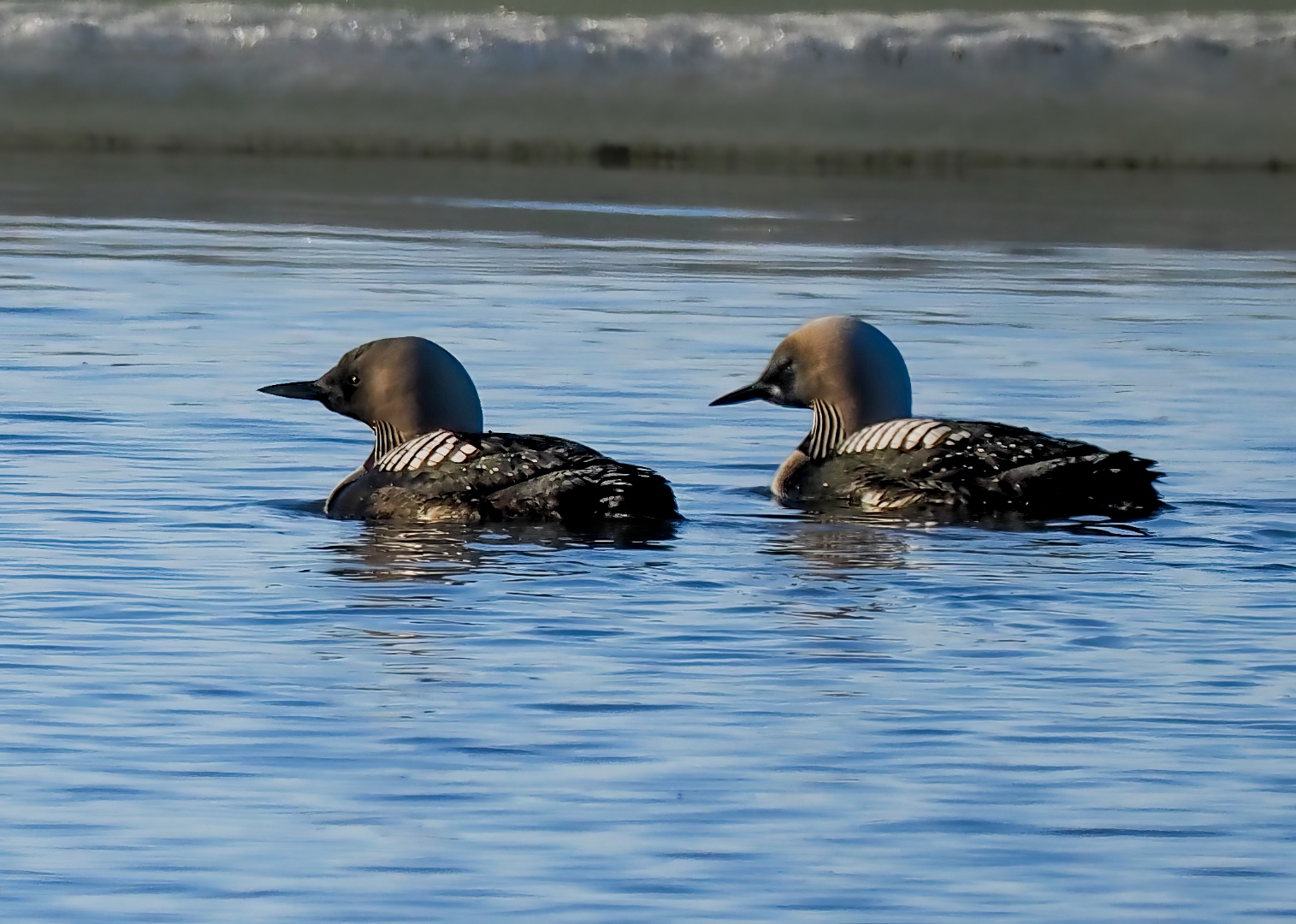 pacific_loon_pair_utqiagvik.jpg