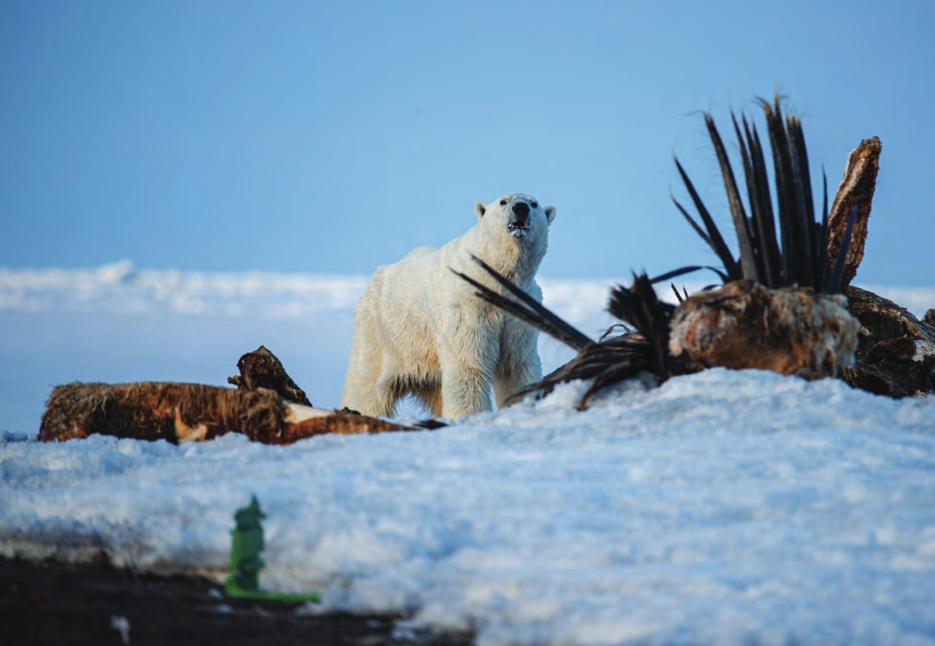 polar_bear_bone_pile_aaokh.jpg