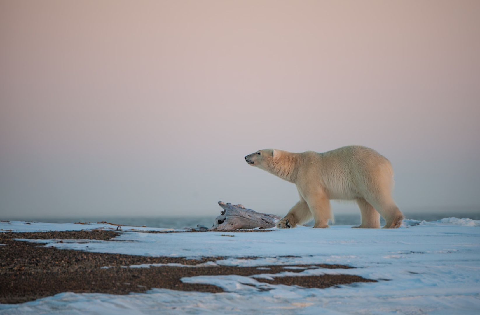 polar_bear_kaktovik.jpg