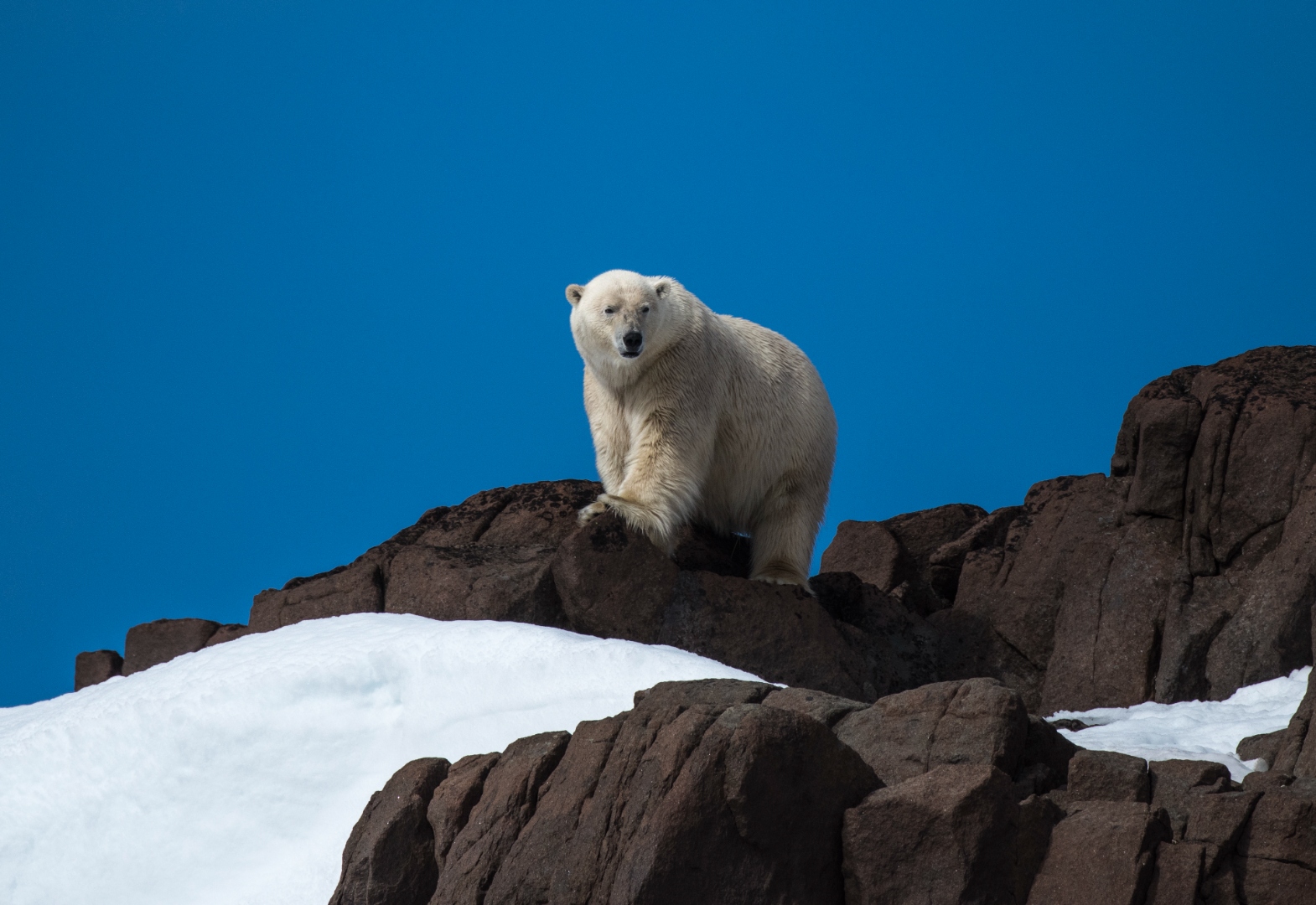 polar_bear_ridge_blue.jpg