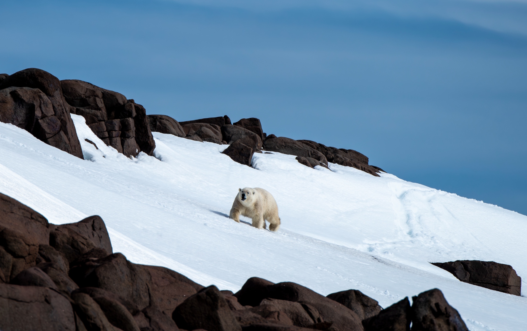 polar_bear_snow_slope.jpg