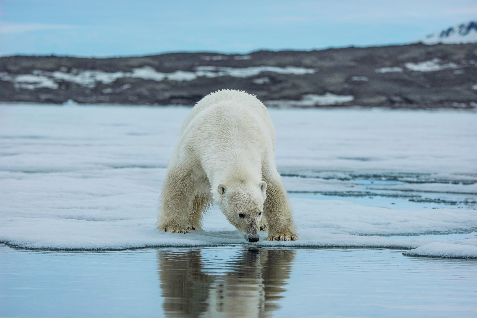polar_bear_svalbard_meltwater.jpg
