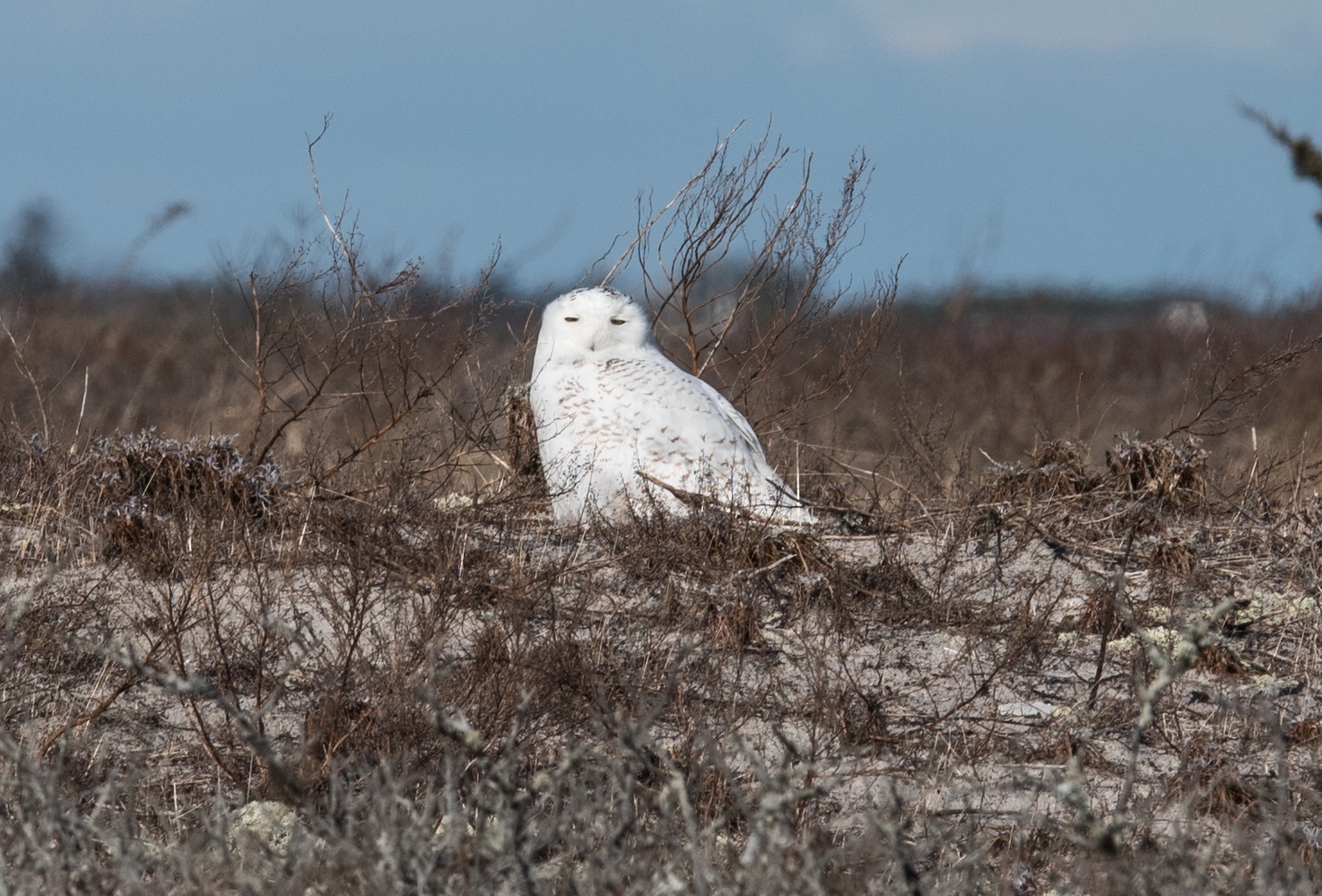 snowy_owl_chatham.jpg