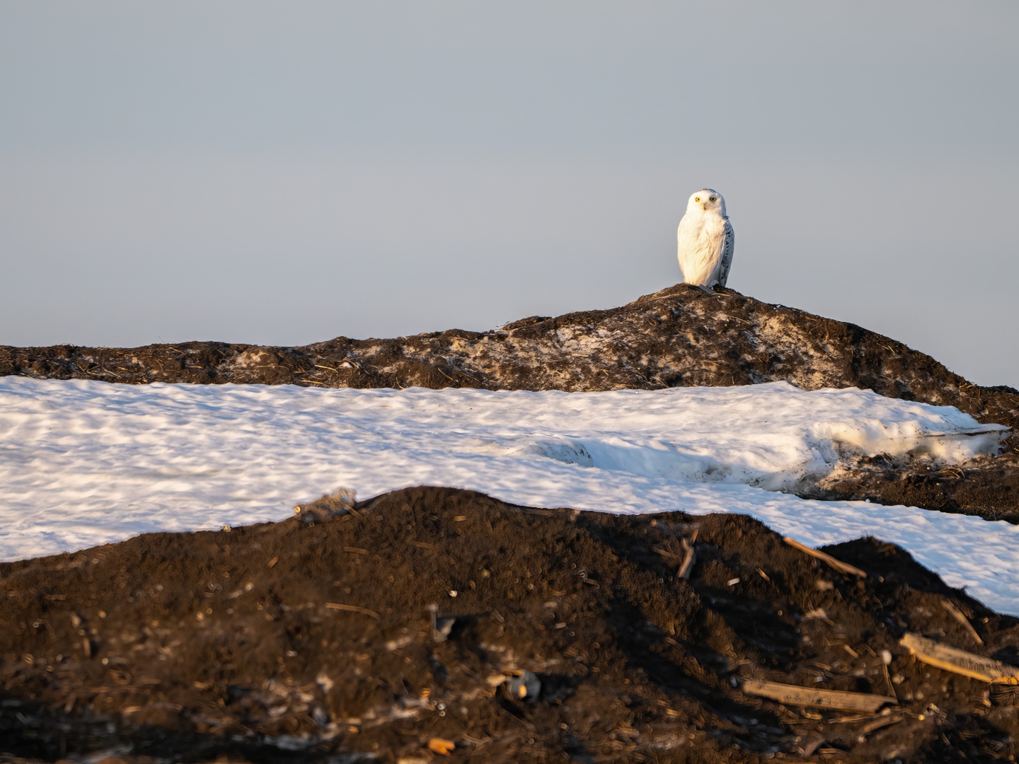 snowy_owl_utqiagvik.jpg