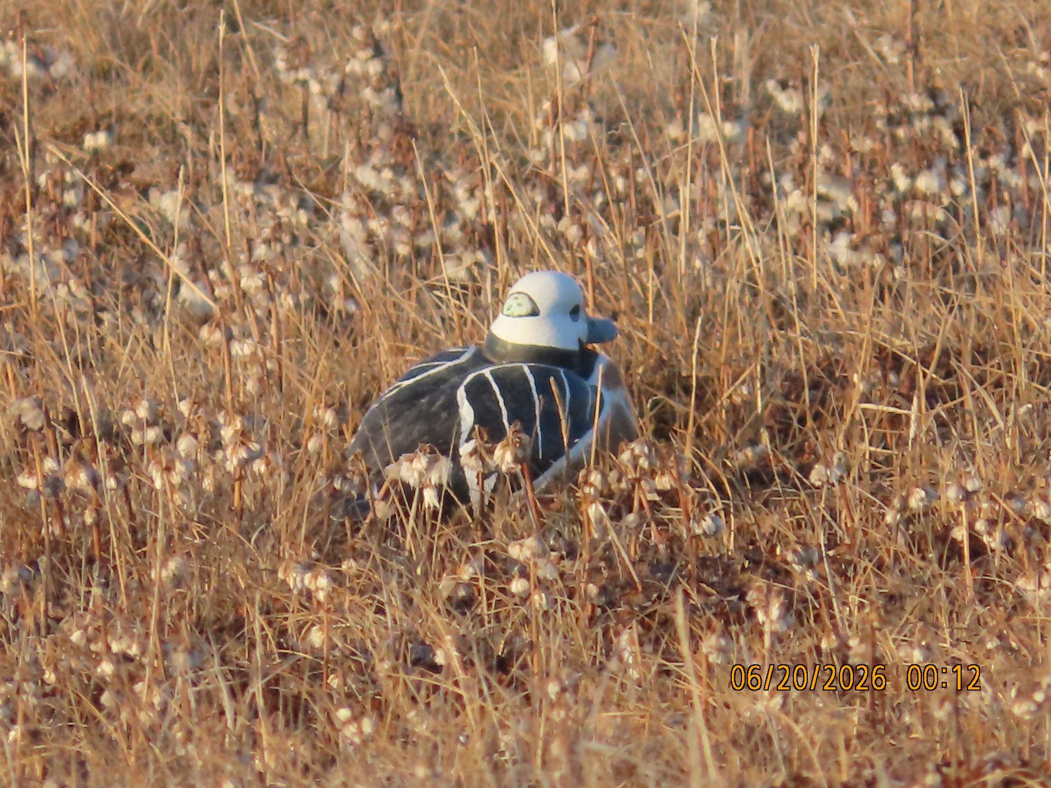 spectacled_eider_decoy_tell.jpg
