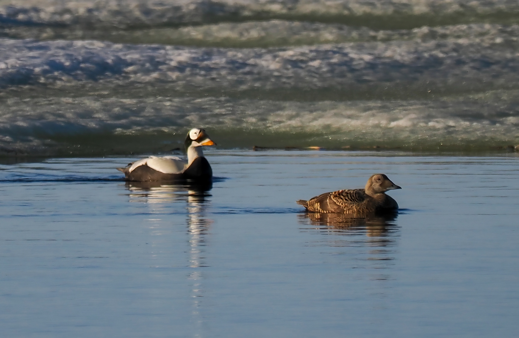 spectacled_eider_pair_v2.jpg
