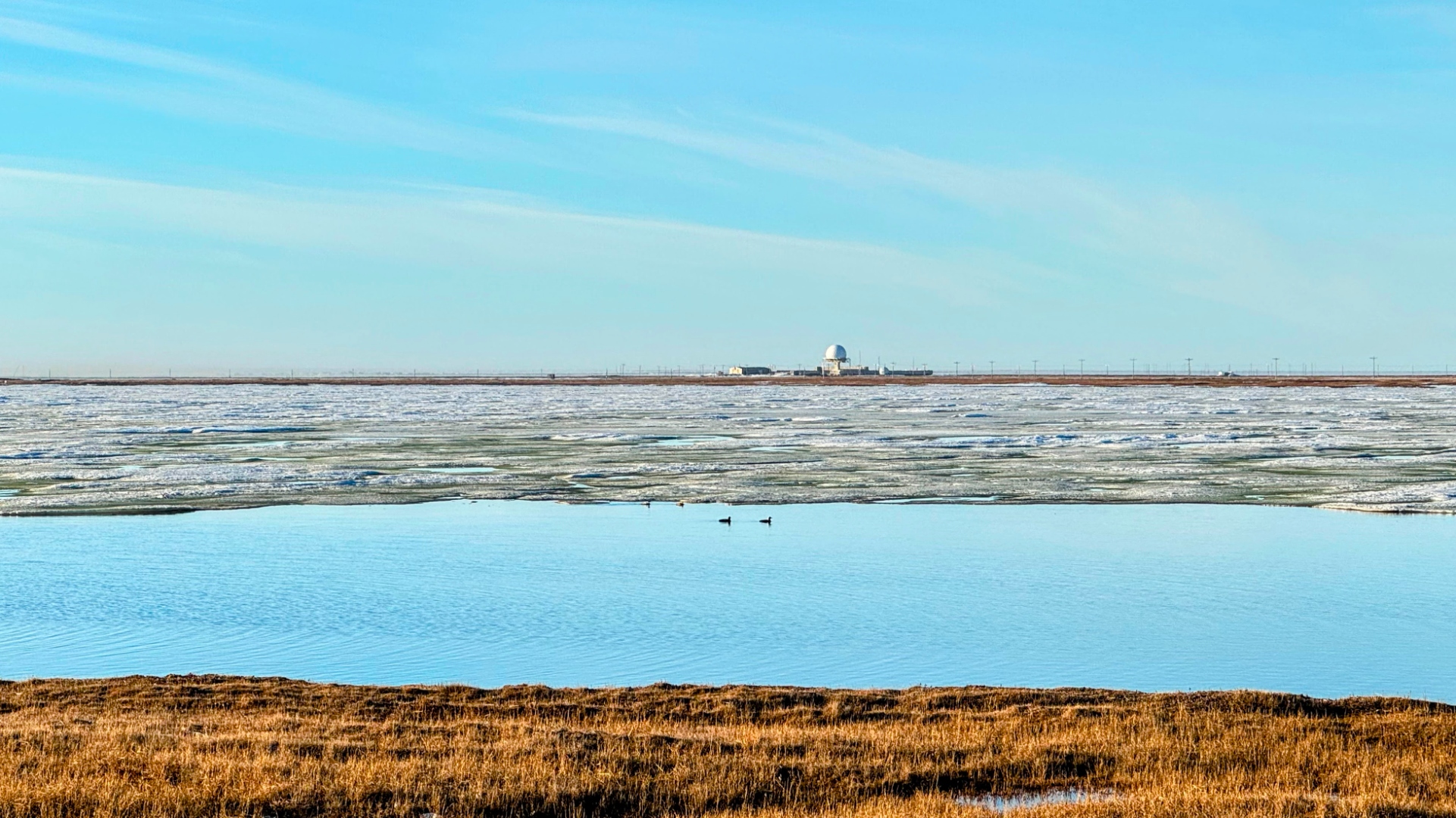 spectacled_eider_pond_wide_utqiagvik.jpg