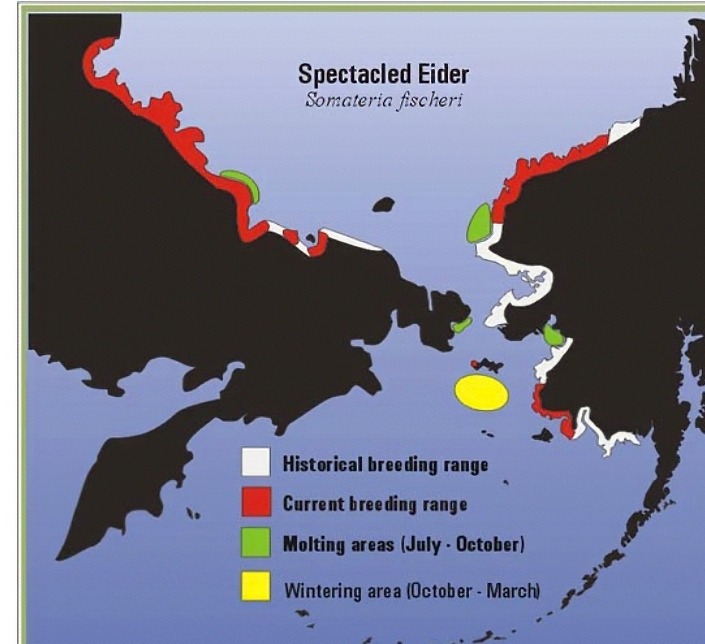 spectacled_eider_range_cropped.jpg