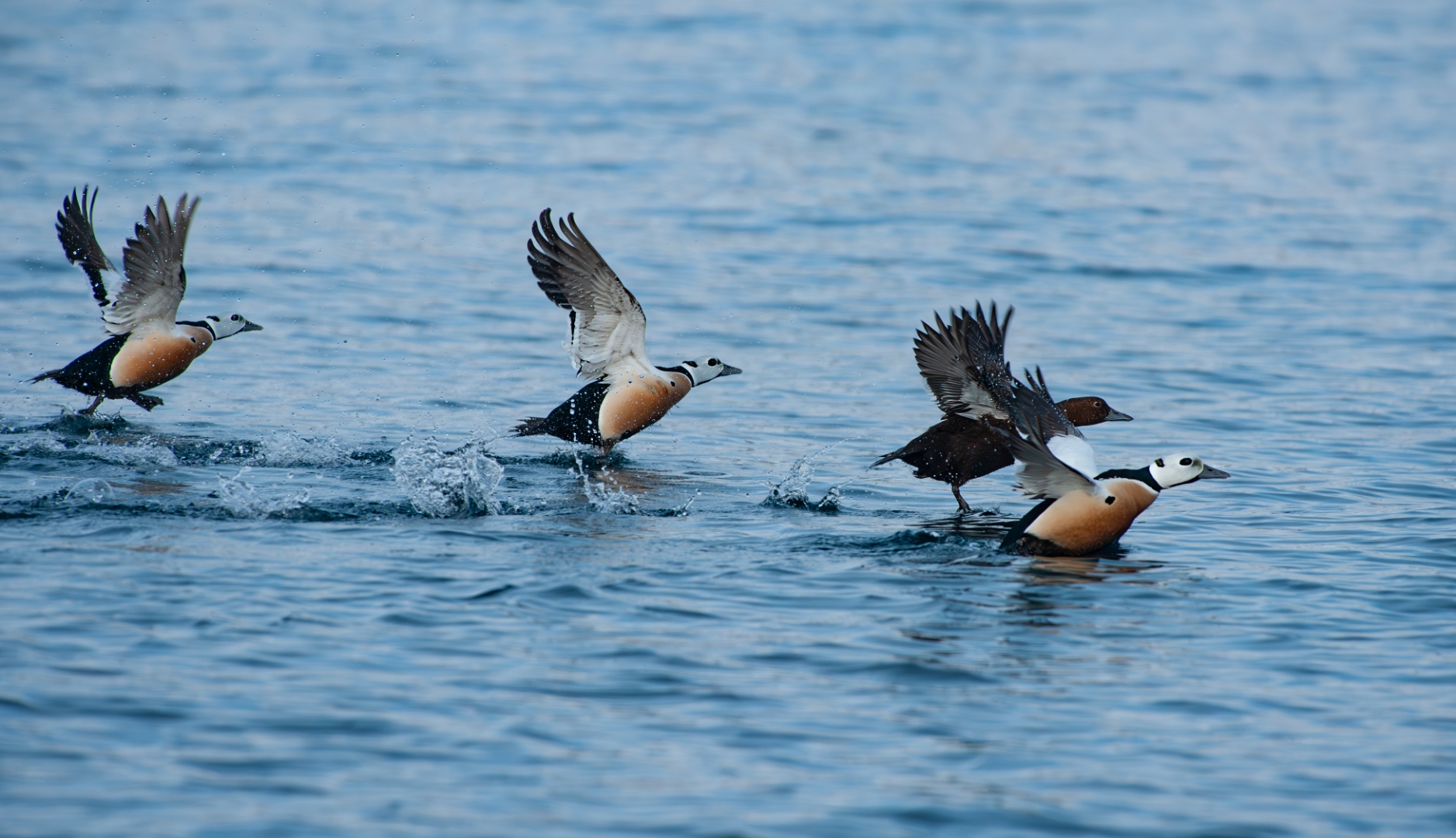 stellers_eiders_kirkenes.jpg