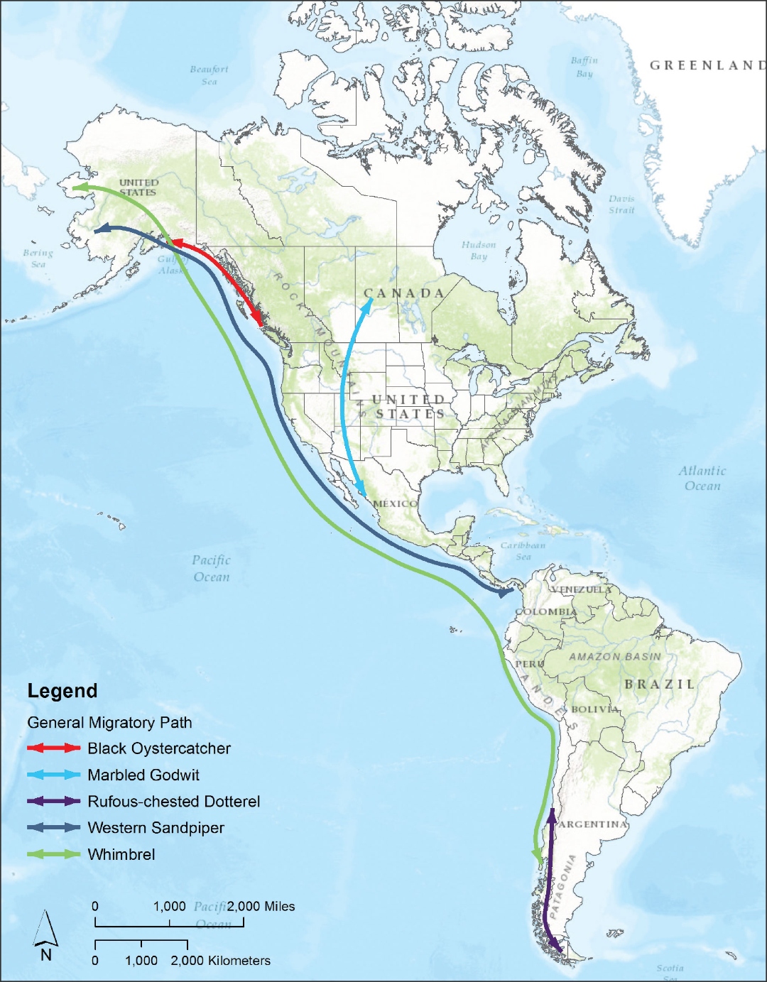 whimbrel_migration_paths.jpg