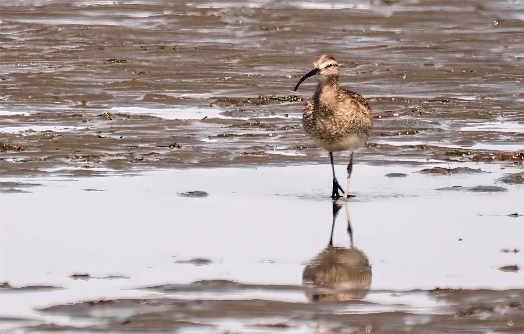 whimbrel_solitary.jpg